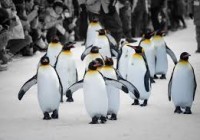 Kebun Binatang Asahikawa