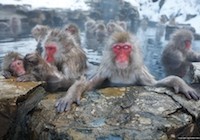 Jigokudani Monkey Park