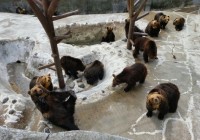 Noboribetsu Bear Park