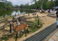 Nara Park with Deers