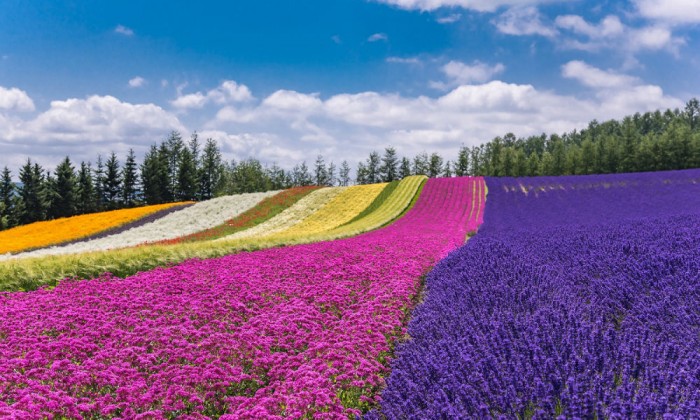 Furano & Biei Lavender and Nature Day Tour with Private Car & Driver
