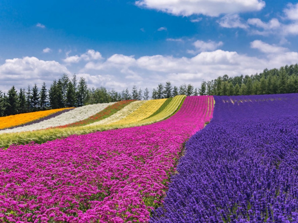 富良野与美瑛薰衣草与自然一日游 0