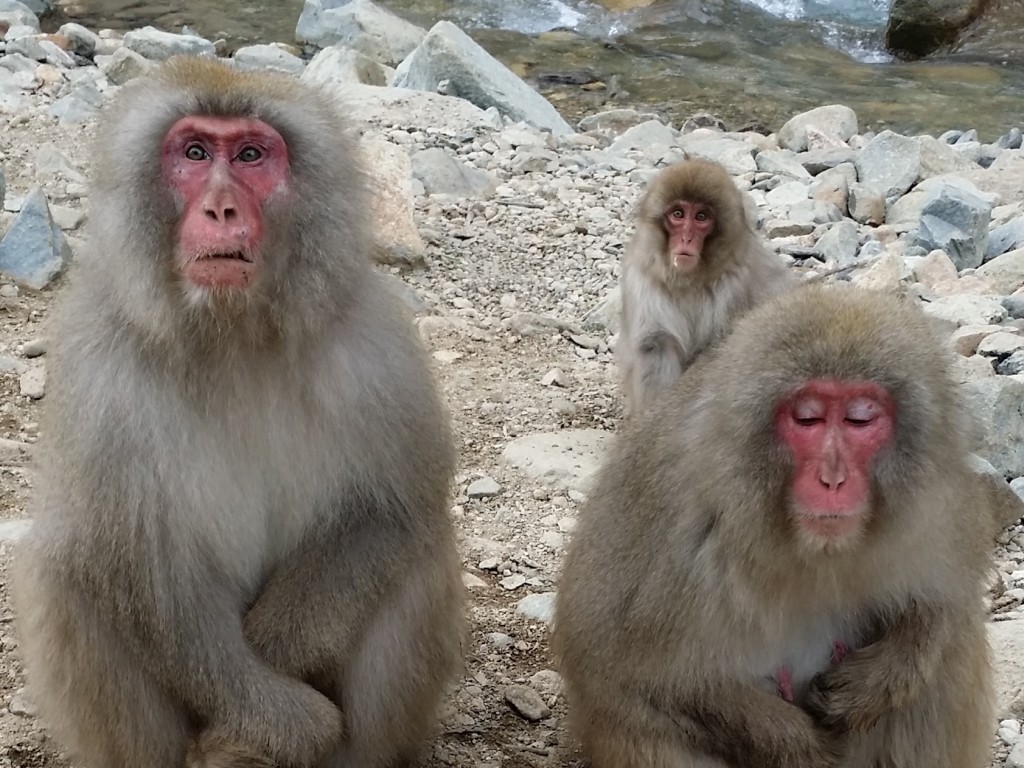 Day Trip to see Monkey Bath in Hotspring 2
