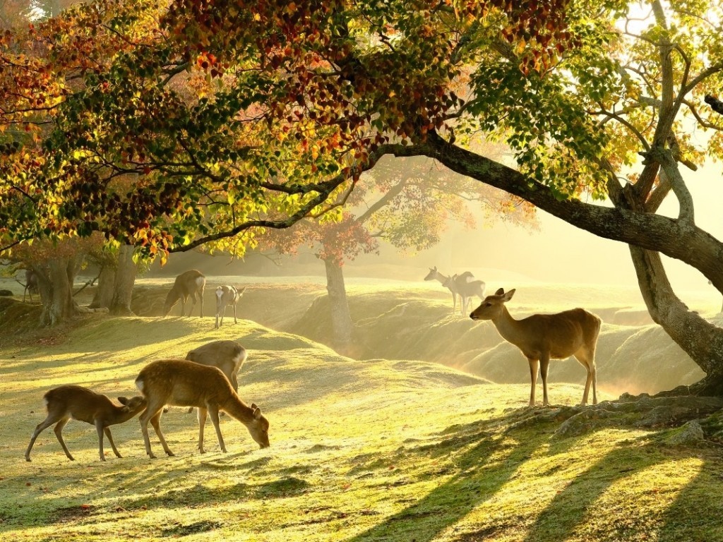 2 Days Tour to Nara Takayama Shirakawago & Kyoto from Osaka 4