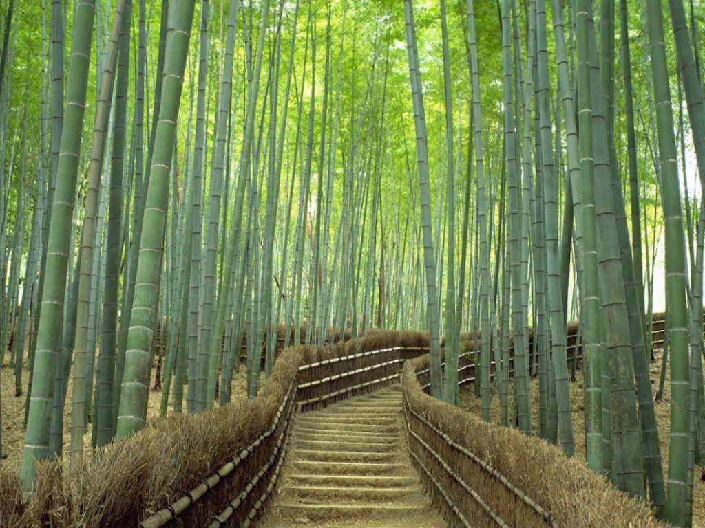 Day Tour to Kyoto from Osaka with Sagano Romantic Train 2
