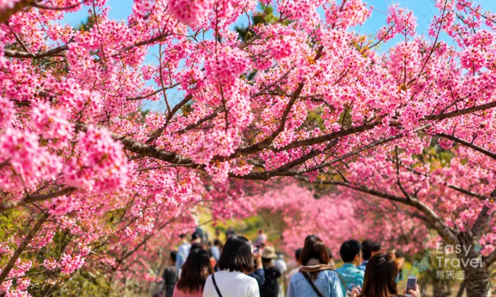Enjoy Sakura in Okinawa