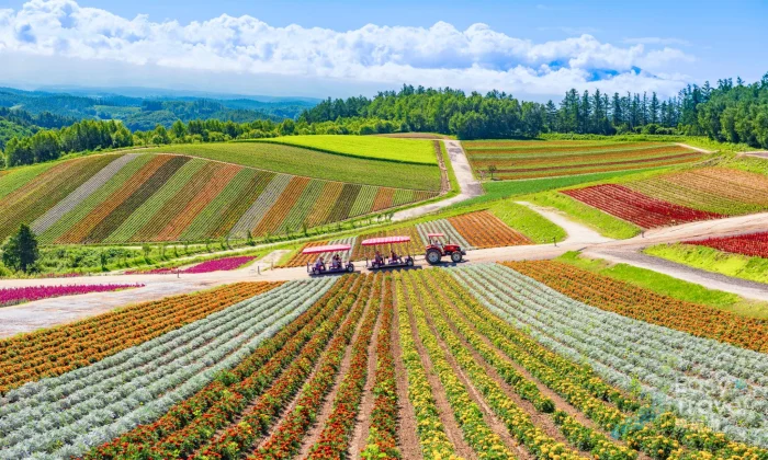 Furano & Biei Lavender and Nature Day Tour with Private Car & Driver