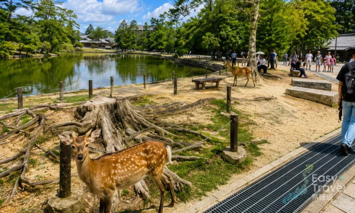 See Deer in Nara Park Day Trip from Osaka with Private Car