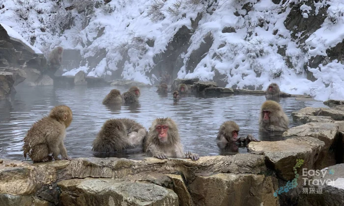 3-Day Private Snow Monkey, Kita-Shiga Ski & Karuizawa Tour from Tokyo