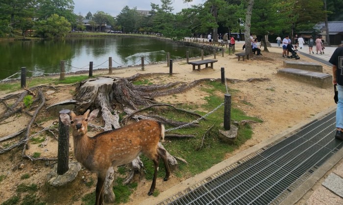 See Deer in Nara Park Day Trip from Osaka with Private Car