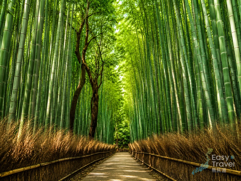 Arashiyama Bamboo Forest