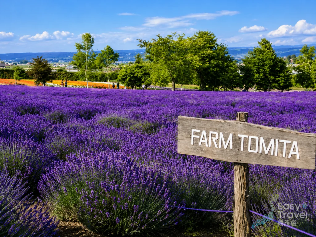 Flower in Farm Tomita