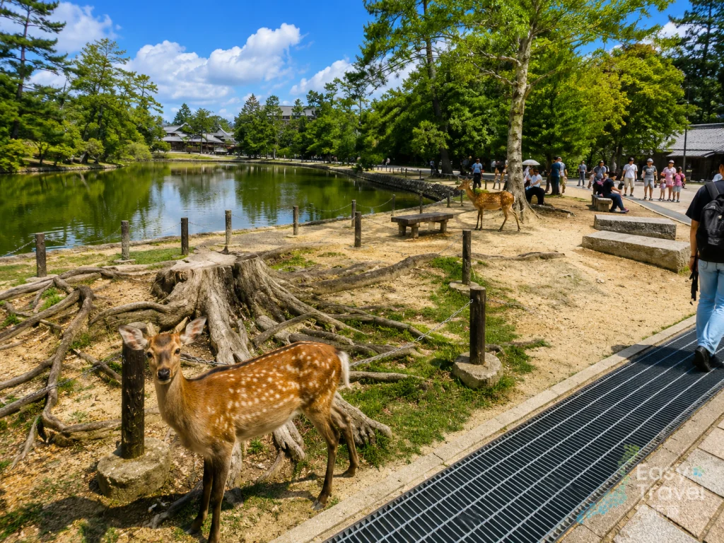 Deers in Nara Park
