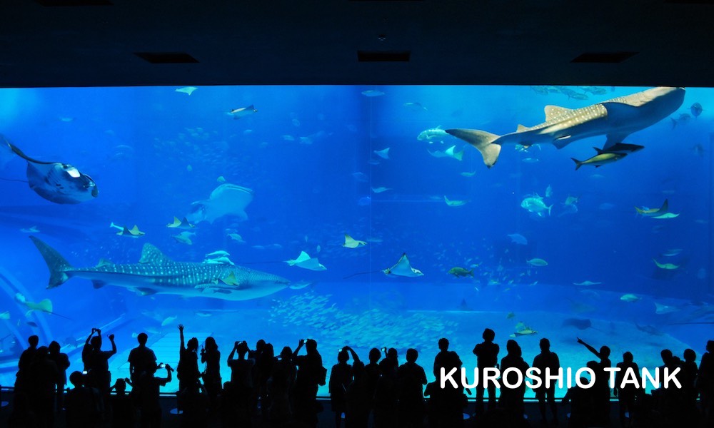Churaumi Aquarium 0